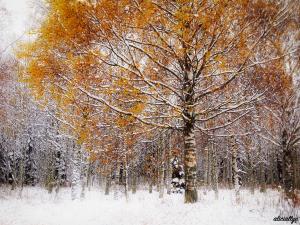 Autumn Snow I