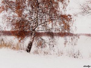 Autumn Snow II