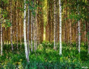 Birch Forest (summer)