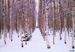 Birch Forest (winter)