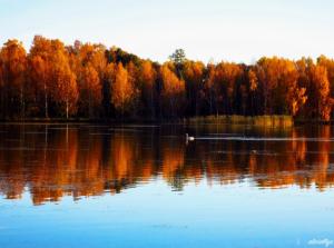 Swan Lake (autumn)